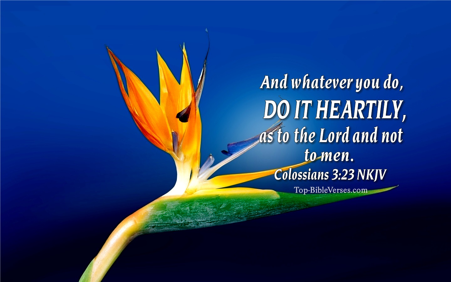 Colossians 3:23 NKJV Christian Bible Verse Desktop Wallpaper. Top-BibleVerses.com