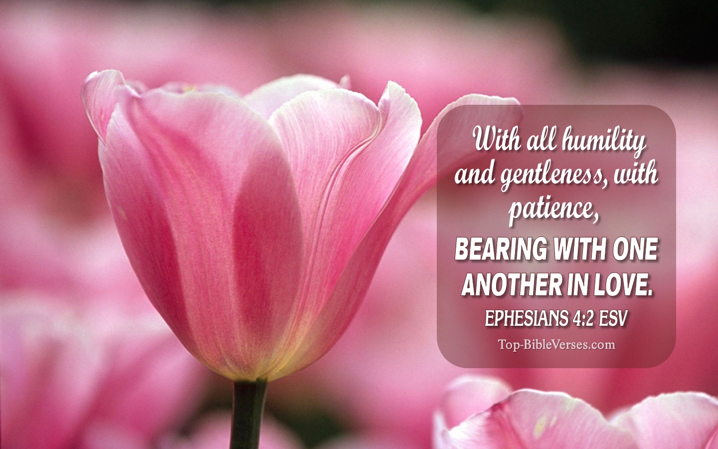 Ephesians 4:2 ESV Christian Bible Verse Desktop Wallpaper. Top-BibleVerses.com