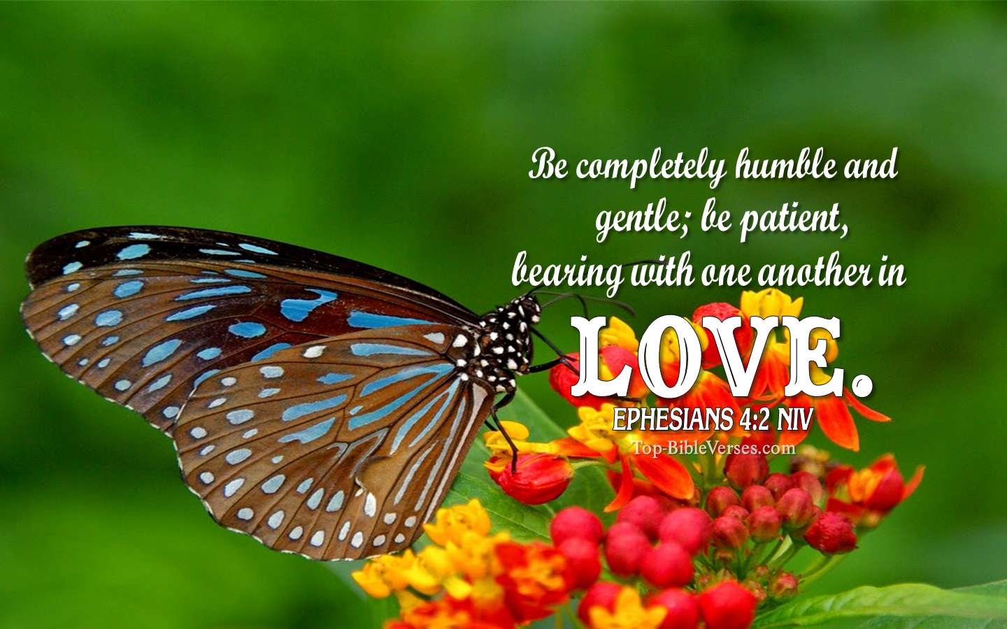 Ephesians 4:2 NIV Christian Bible Verse Desktop Wallpaper. Top-BibleVerses.com
