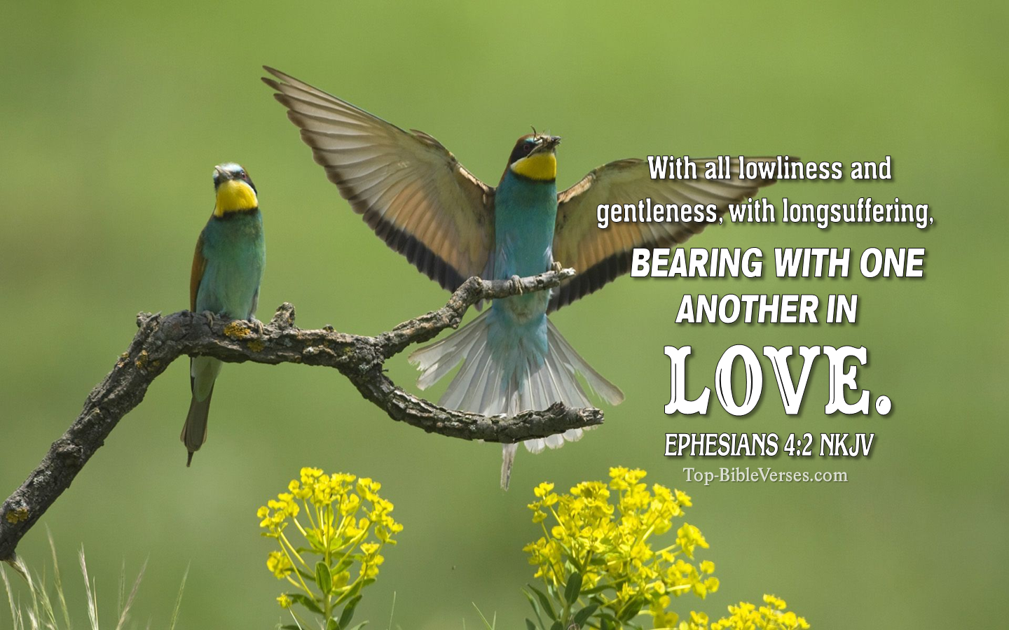 Ephesians 4:2 NKJV Christian Bible Verse Desktop Wallpaper. Top-BibleVerses.com