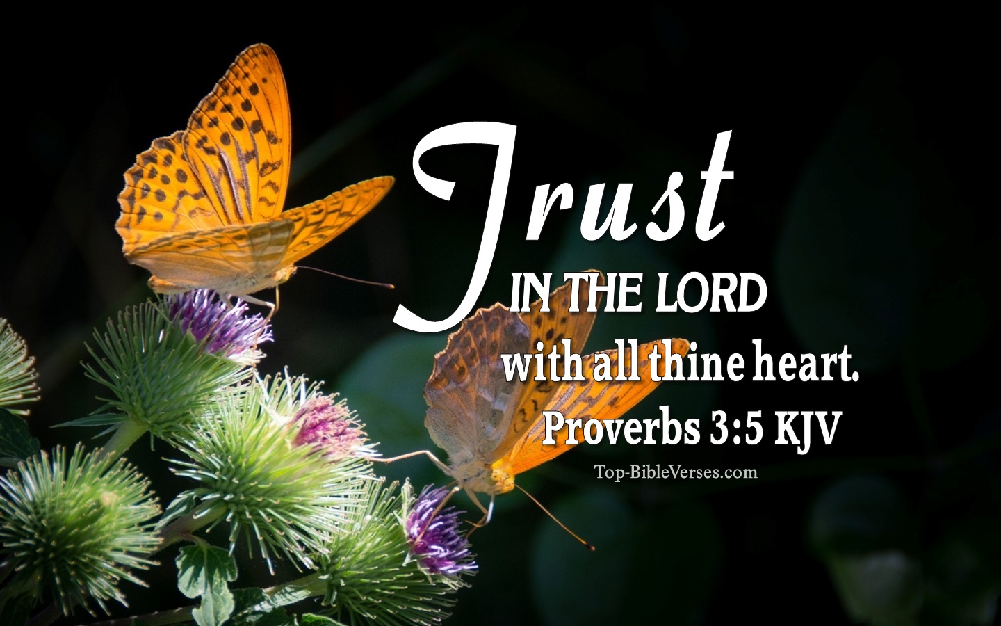 Proverbs 3:5 KJV Inspirational Bible Verse Images. Top-BibleVerses.com