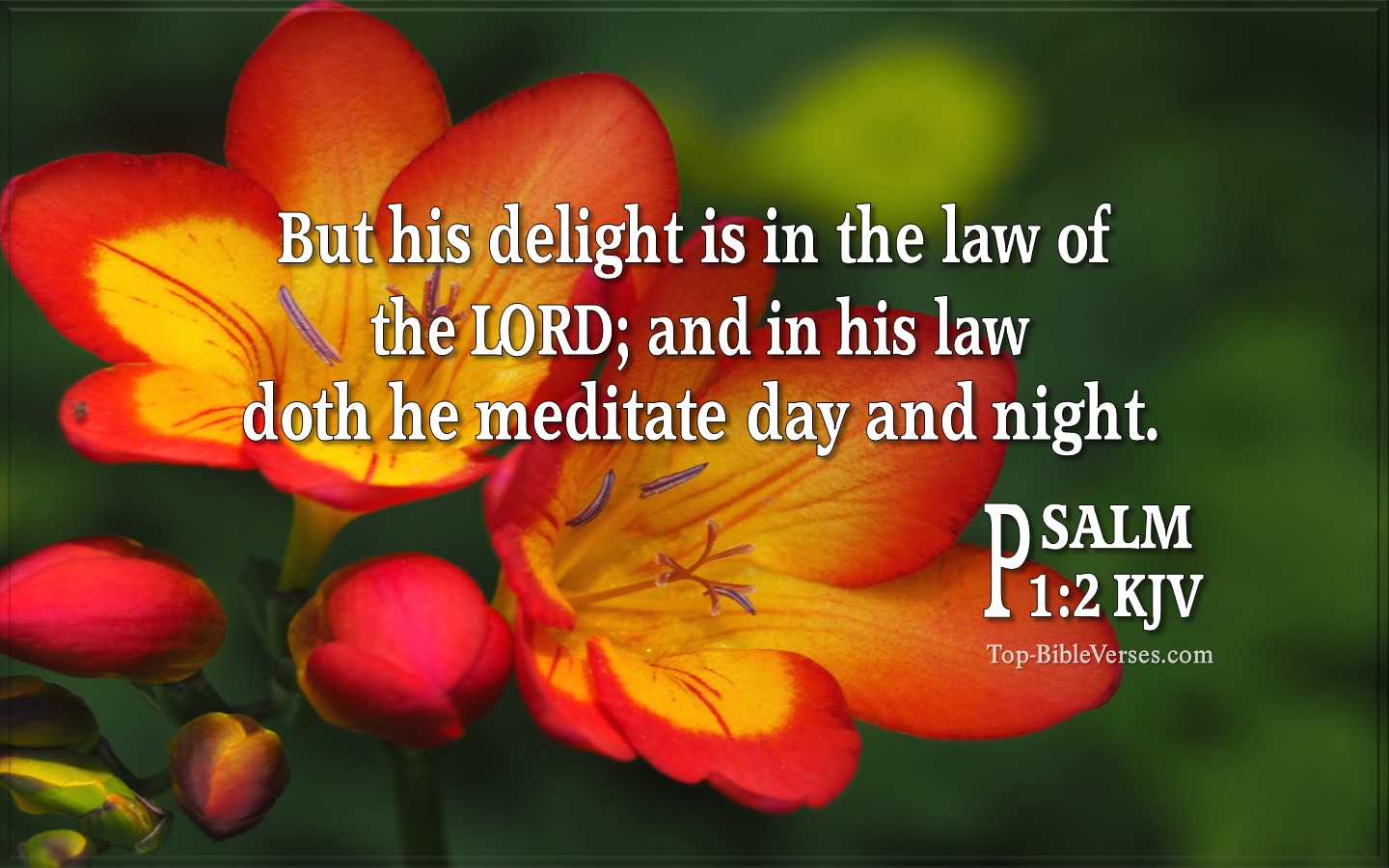 Psalm 1:2 Bible Verse Images