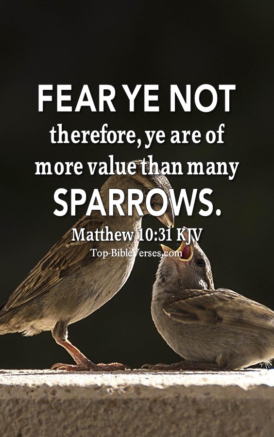 Matthew 10:31 KJV Bible Quotes And Images