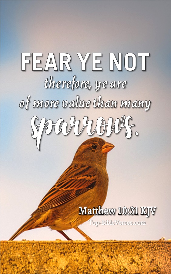 Matthew 10:31 KJV Inspirational Bible Verse Images And Pictures