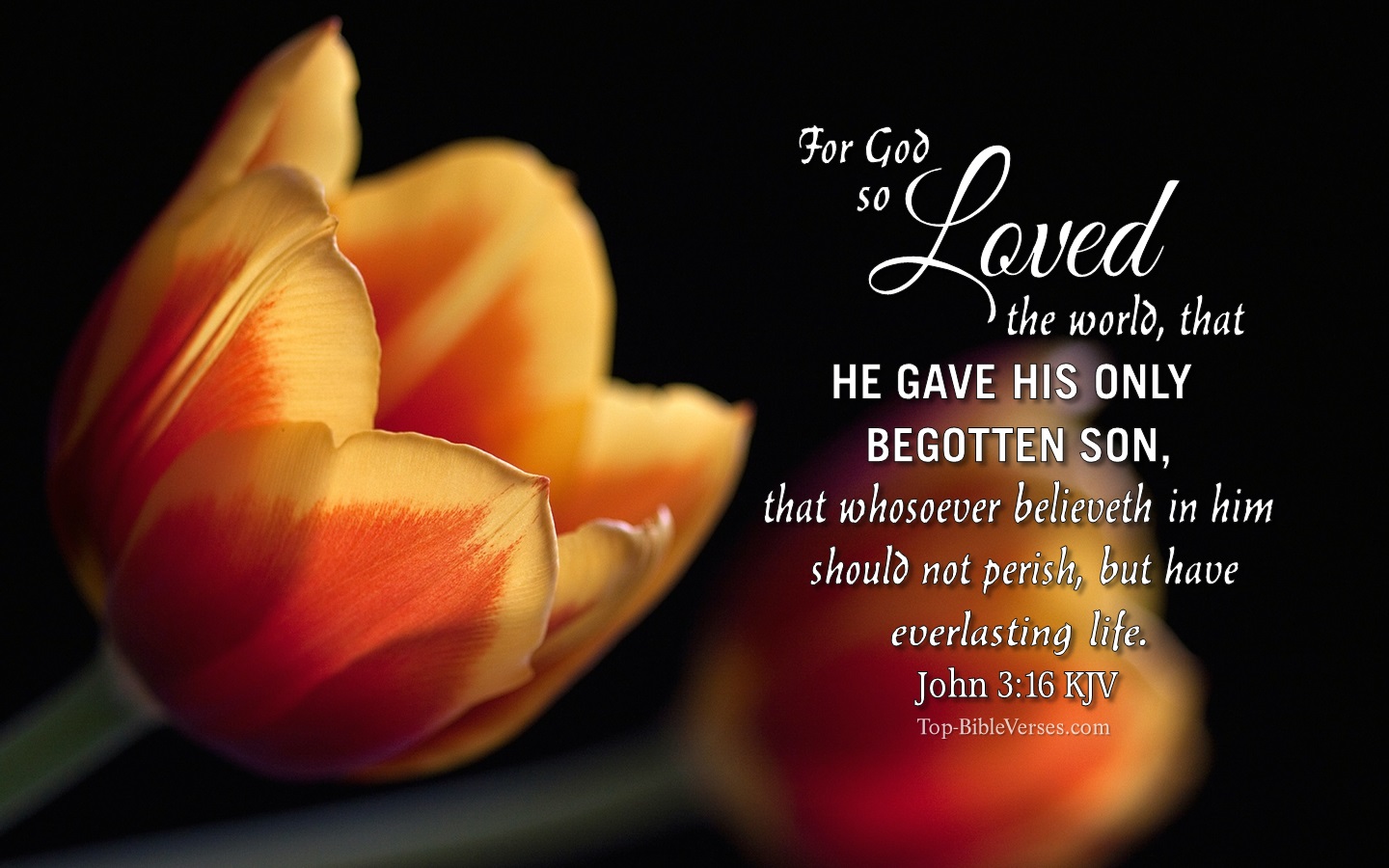 John 3:16 KJV Christian Bible Verse Desktop Wallpaper. Top-BibleVerses.com