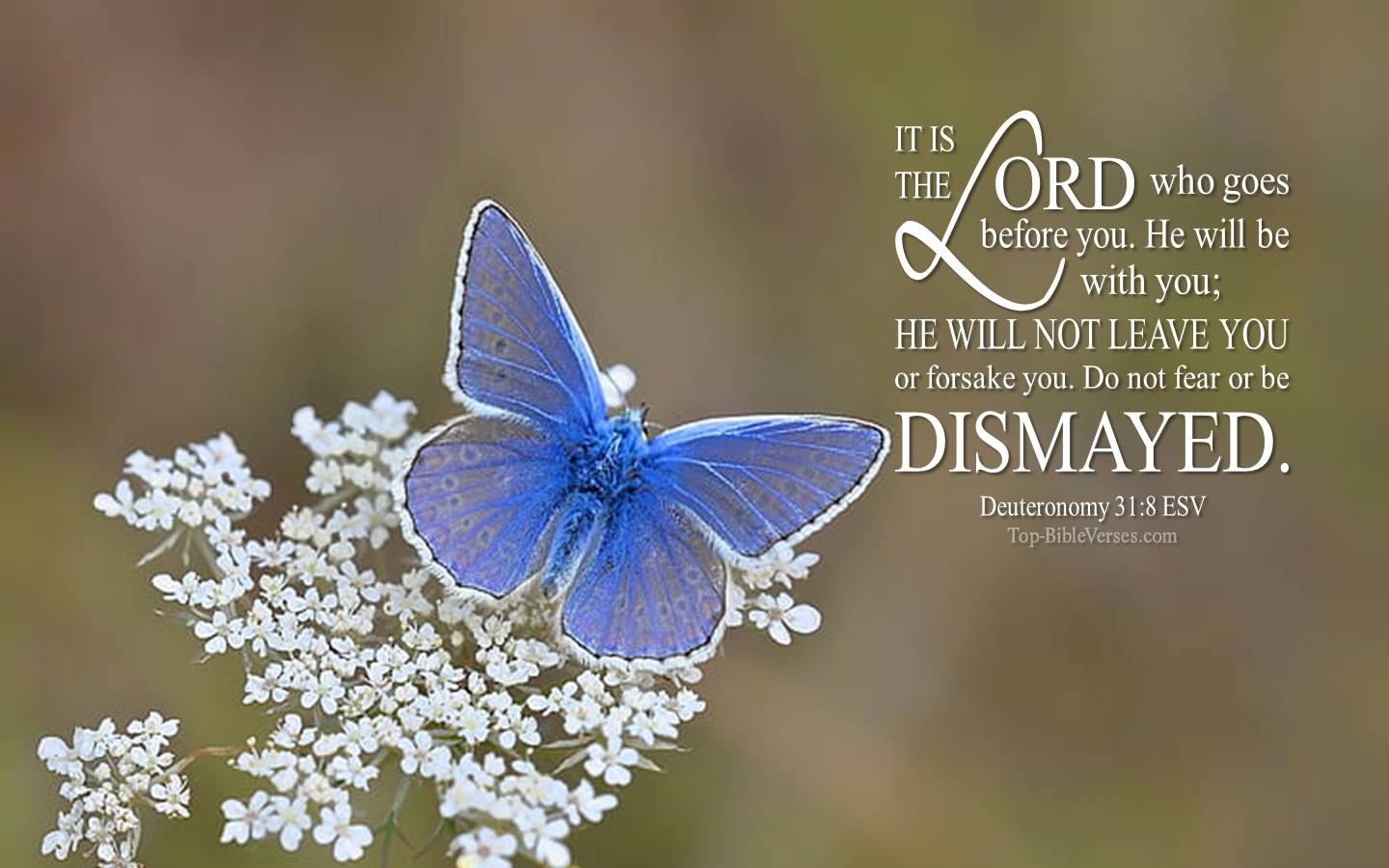 Deuteronomy 31-8 - It is the LORD who goes before you. ESV Christian Bible Verse Desktop Wallpaper.