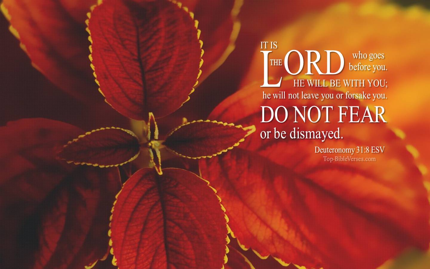 Deuteronomy 31-8 - It is the LORD who goes before you. ESV Christian Bible Verse Desktop Wallpaper.