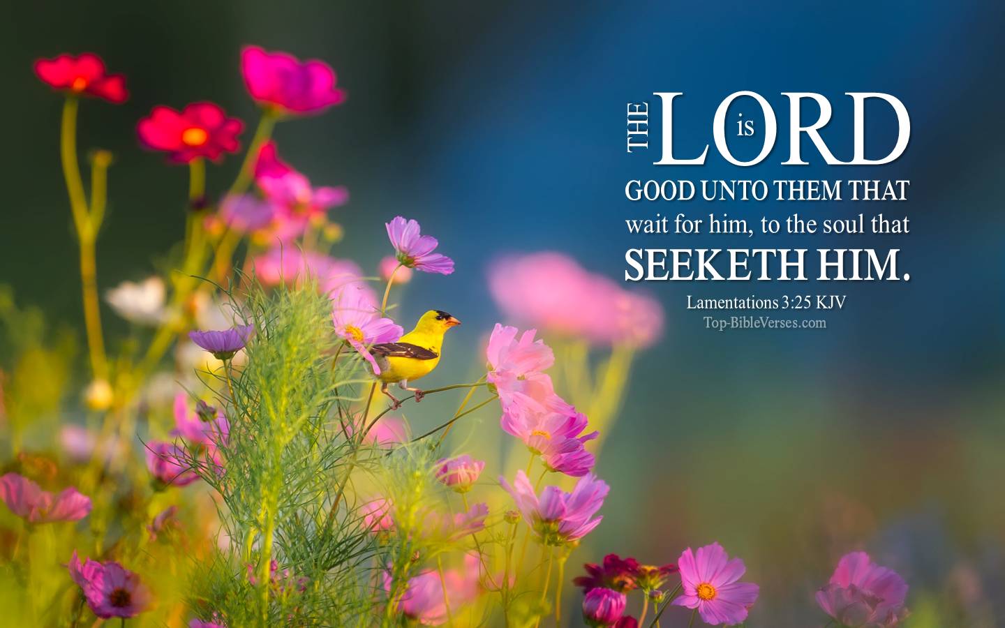 Lamentations 3:25 - The LORD is good unto them that wait for him. KJV Christian Bible Verse Desktop Wallpaper.