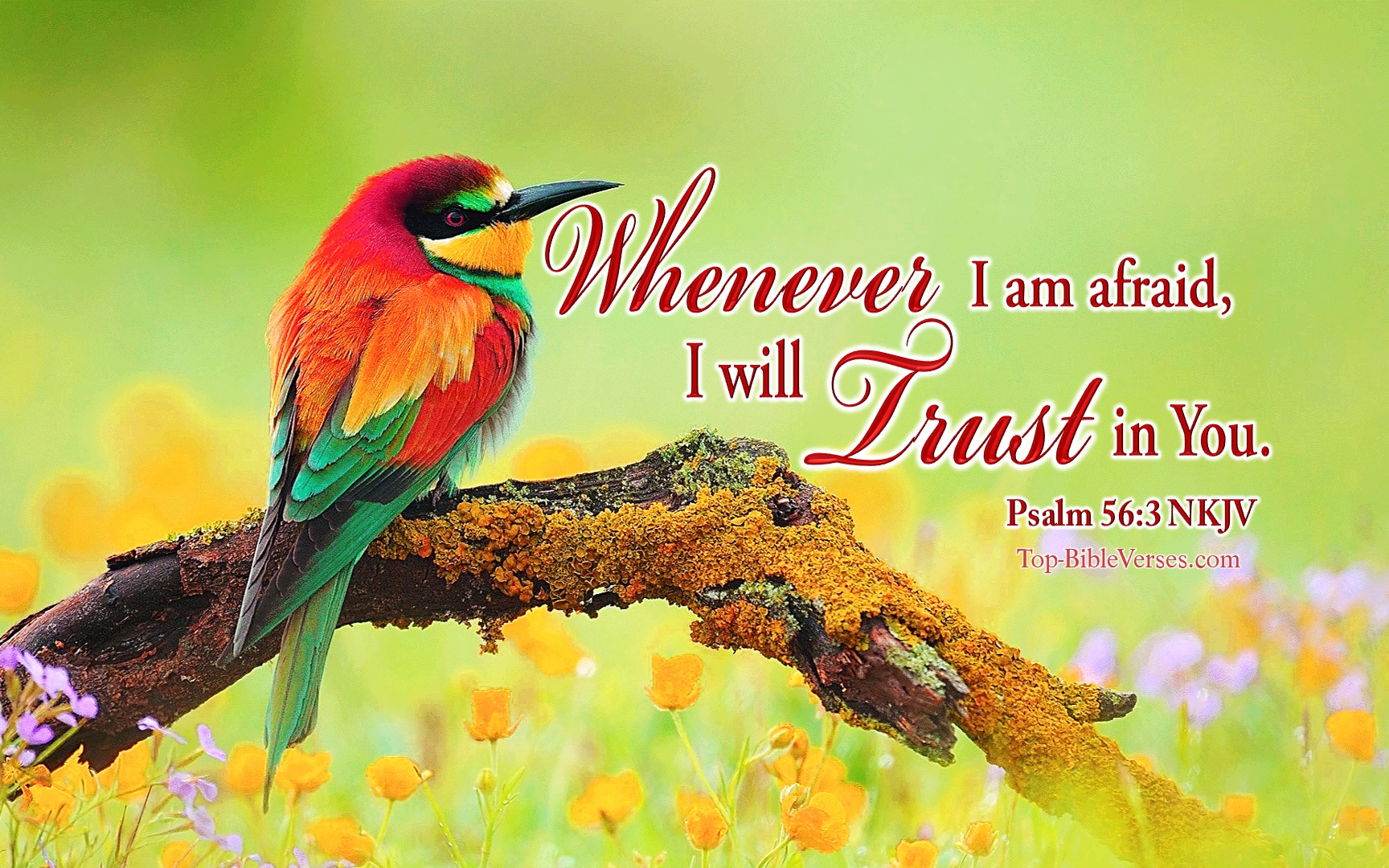 Psalm 56-3 NKJV Inspirational Bible Verse Images. Top-BibleVerses.com
